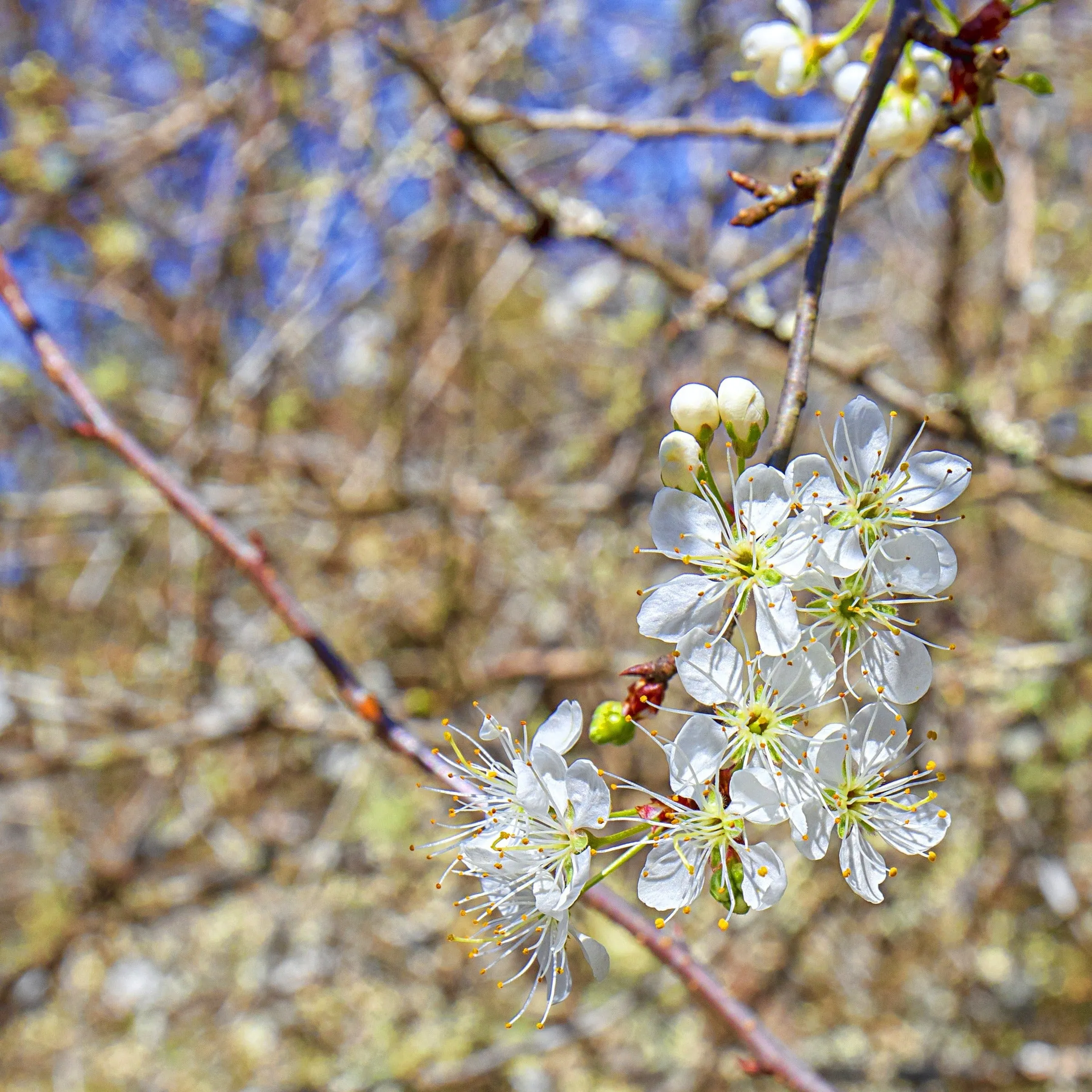 Chickasaw Plum Tree