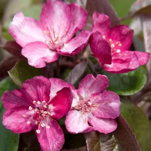Robinson Crabapple Tree