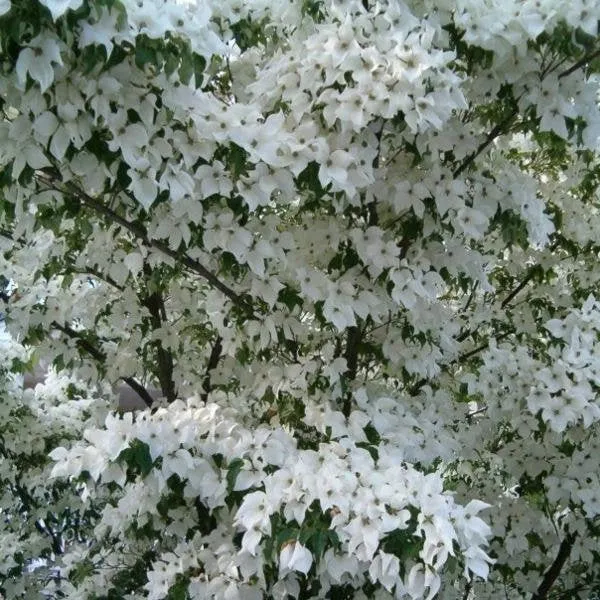 White Dogwood Tree