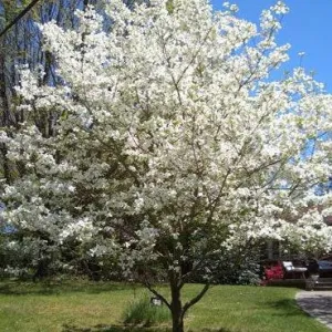 White Dogwood Tree
